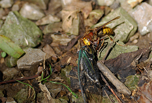 Na fotografiji - Hornet vleče umorjeno žuželko za hranjenje ličink