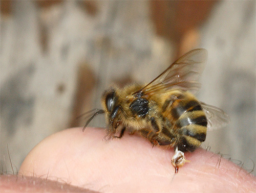 Čebela je uboda razporejena nekoliko drugače kot Hornet.