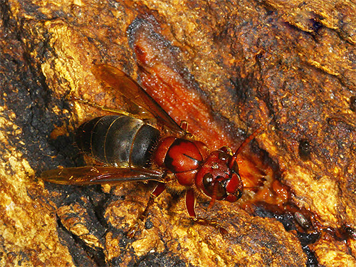 Črni hornet na drevesu