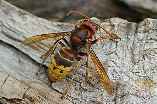 Evropski hornet (navaden)