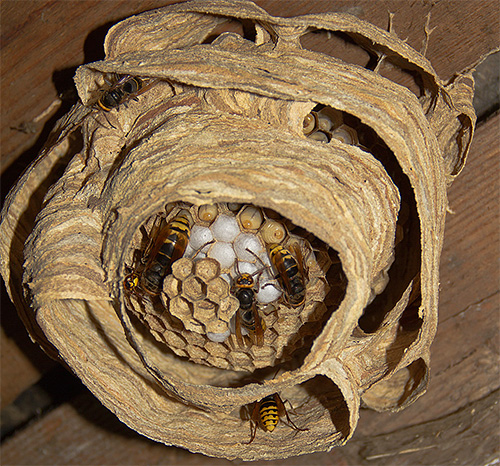 Če je gnezdo Hornet pod stropom, lahko žuželke uničite z navadnim vedrom vode.