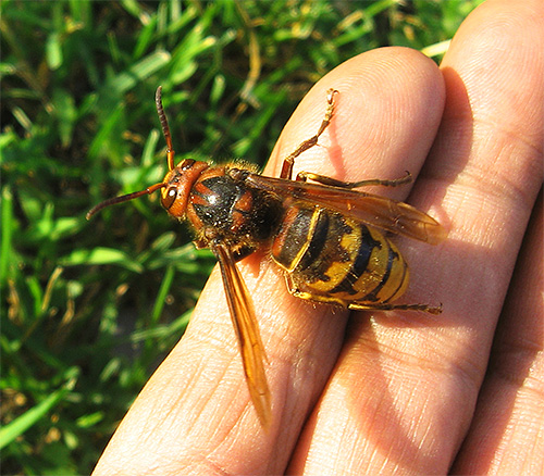 Če se odločite, da boste kadili žuželke iz gnezda, upoštevajte vse previdnostne ukrepe: Angry Sršeni ali Wasps lahko napadejo.