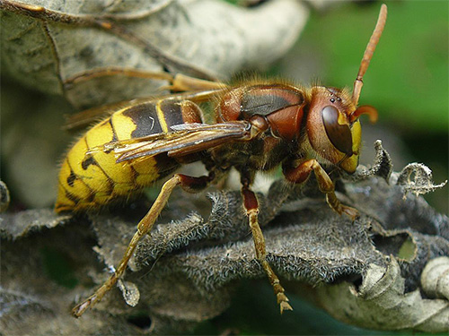 Posamezni OS in Hornet je mogoče uničiti s pomočjo pasti