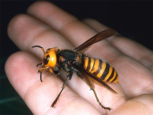 Naučimo se podrobnosti ene najnevarnejših žuželk na svetu - azijskega Hornet Vespa Mandarinia