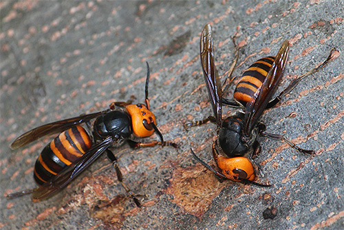 Hornet Vespa Mandarinia Japonica