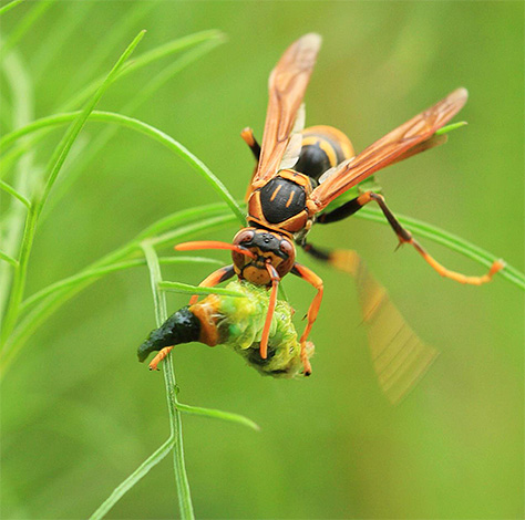 Hornet nosi majhne žuželke v svoje gnezdo za hranjenje ličink