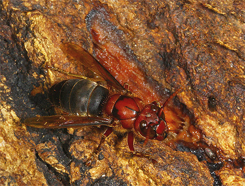 Črni hornet sedi na drevesu