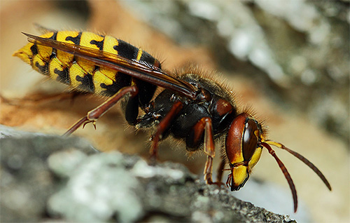 Za hornet je značilen ozek skakalec med dojki in trebuhom