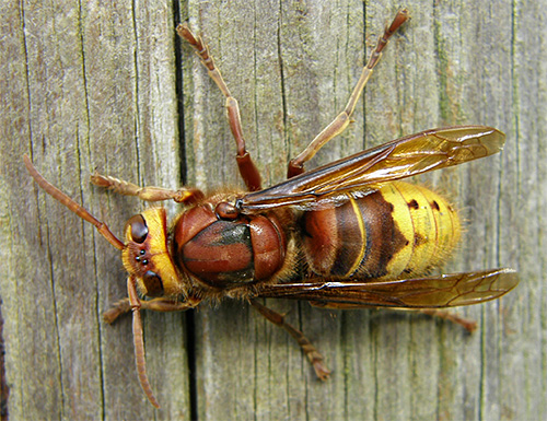 Tako izgleda navaden (evropski) hornet