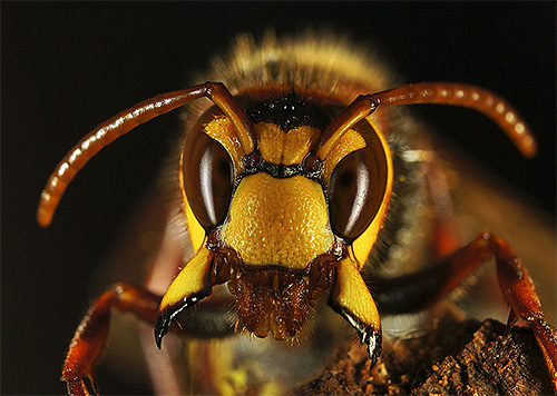 En velik hornet v sanjah lahko kaže na skoraj resno težavo.