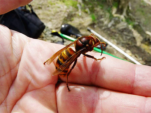 Obstaja tudi mnenje, da hornet ugriz v sanjah simbolizira začetek črnega pasu v vašem življenju.