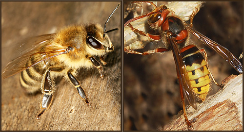 Hornet (desno) in čebela (levo) sta delno podobna drug drugemu z barvanjem