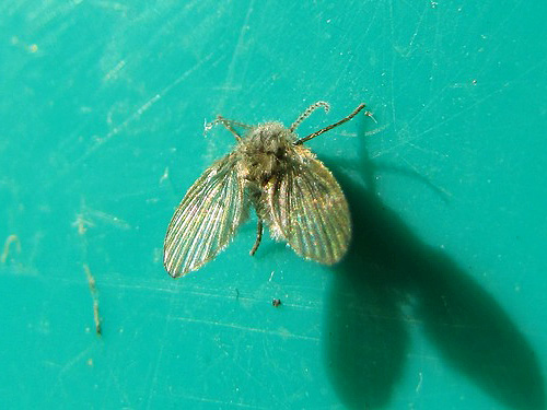 Metulj (Psychodidae)