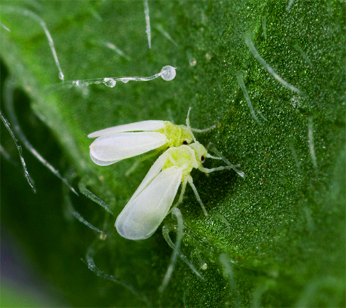 Fotografija prikazuje Whiteflies