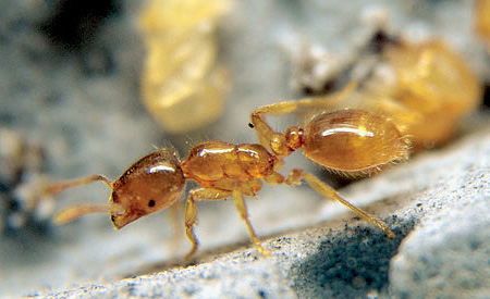 Ant-tae je mogoče najti veliko pogosteje v naravnem habitatu kot v človeški hiši.