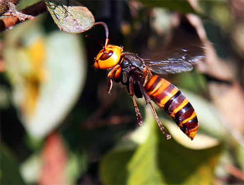 Hornet ima visoko hitrost reakcije in lahko utripa na letenje, s skoraj vsakega položaja.