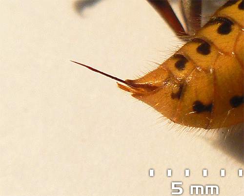 Hornet Sting lahko doseže dolžino 5-6 mm.