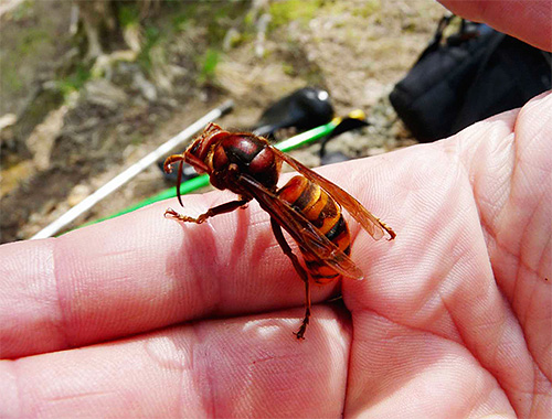 Če vas je ugriznil Hornet, ne poskušajte najti njegovega udarca v koži in takoj sprejmite ukrepe, da preprečite razvoj preveč izrazite alergijske reakcije.