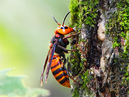 Ogromni japonski Hornet (Vespa Mandarina Japonica) je dobro znan ne le zaradi velikih velikosti, ampak predvsem zaradi velike nevarnosti te žuželke za ljudi ...