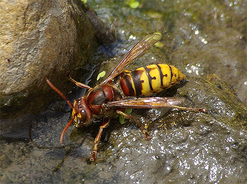 Navadni hornet je opazno slabši od Japoncev