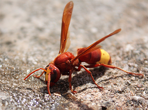 Eastern Hornie (Vespa orientalis)