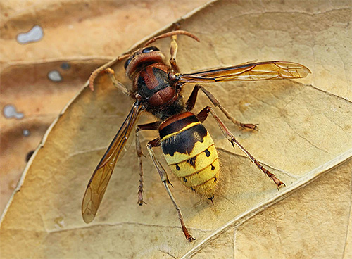 Fotografija prikazuje navaden evropski hornet (Vespa Crabro)