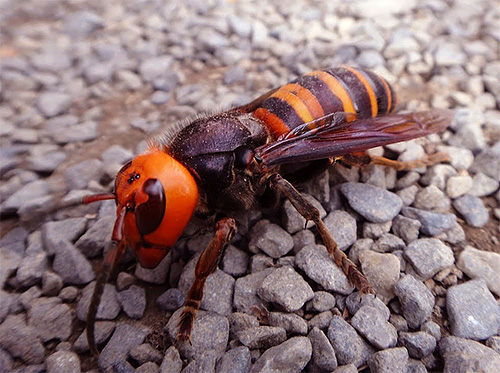 Japonski ogromen hornet - zapri - fotografija