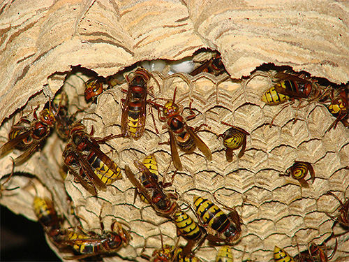 Če je gnezdo Hornet v nevarni soseščini z vami, potem je smiselno razmišljati o načinih, kako ga uničiti ... ampak kako to storiti pravilno in z minimalnim tveganjem za vaše zdravje?