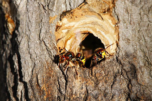 Če se Sršenii postavijo v drevo na drevo, se v votlo vlije insekticid in luknjo zamaši na primer s kiti ali krpo.