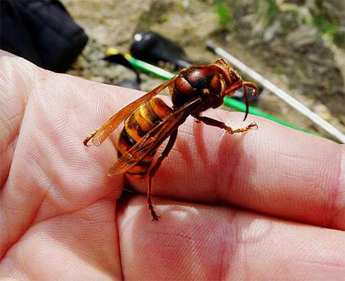 Če ste vi ali nekdo okoli vas ugriznili hornet, morate zagotovo sprejeti ukrepe za prvo pomoč, ne da bi čakali na morebitno poslabšanje počutja.