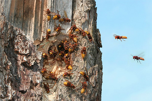 Če je gnezdo Hornet v votlini drevesa, lahko tam preprosto vlijemo insekticidno sredstvo, vhod pa je zamašen z impregnirano strupeno tkanino.