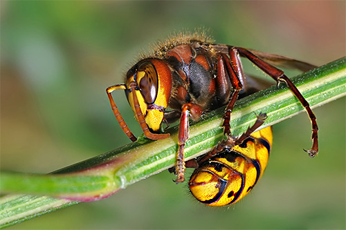 Ljudska pravna sredstva za boj proti WASP in Sršeni so pogosto manjvredna v učinkovitosti sodobnih insekticidov.