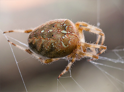 Spider-Cross na spletu (Araneus Diadematus)