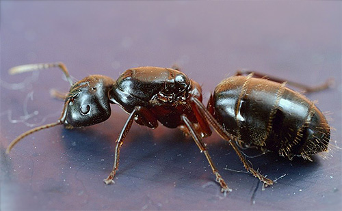 Rdečega branja Man-Man-Handle (Camponotus herculeanus)