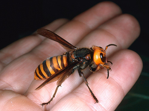 Japonski hornie (Vespa Mandarina Japonica)