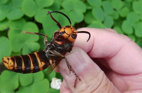 Fotografija prikazuje japonski hornet