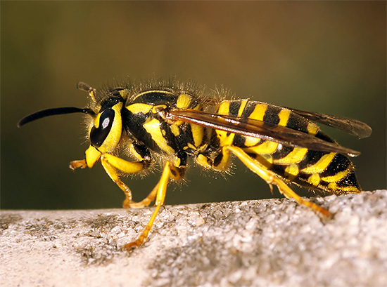 Iz OS -ja, pa tudi iz mnogih drugih žuželk, so različna insekticidna zdravila precej učinkovita.