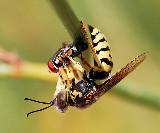 WASP je lahko koristen, ker uničujejo majhne škodljivce vrta