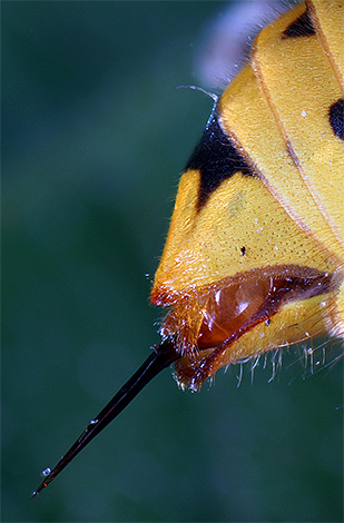 Uboda, prikazana na fotografiji, je pravzaprav evolucija z jajčno prevleko.