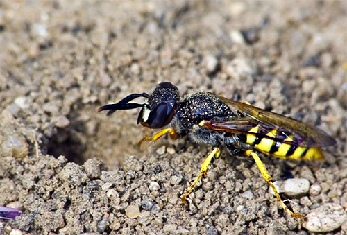 Grumbling Wasps so dobili ime zaradi sposobnosti kopanja v tleh.