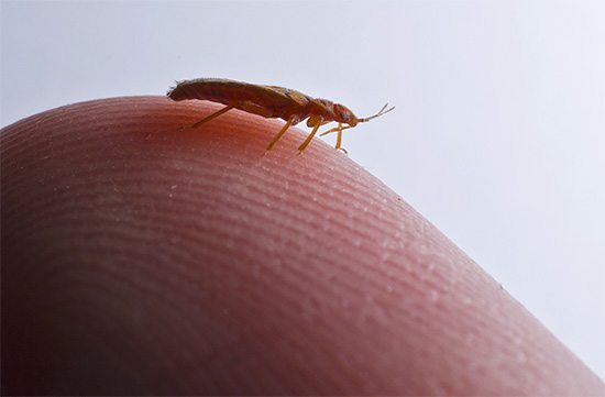 Zahvaljujoč ravni obliki telesa, bedbugs zlahka prodrejo v sosednja stanovanja, tudi skozi najtanjše razpoke.