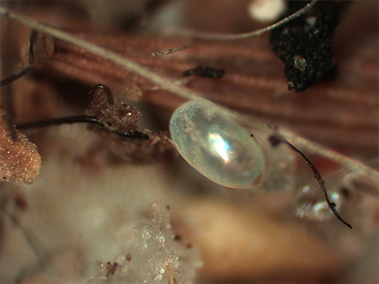 Bloches Egg Close -Up.