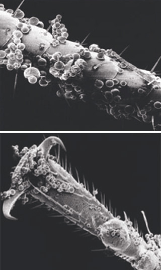 Mikrokapsulirani insekticid se dobro drži na nogah, brkih in telesu žuželk, kar močno poveča učinkovitost izdelka.