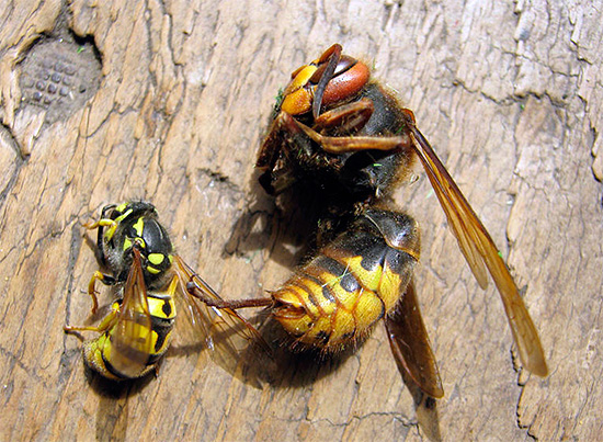 Večina sodobnih insekticidov ima širok razpon delovanja, skoraj enako učinkovito uničuje OS, Hornet, muhe, mravlje in številne druge žuželke.