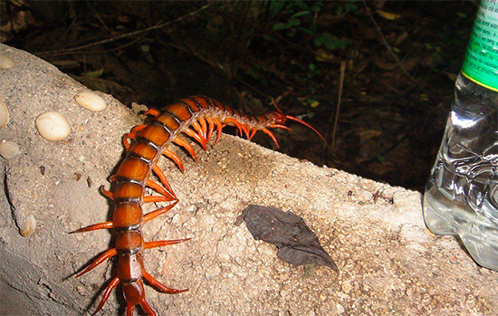 Krimska Scolopendra