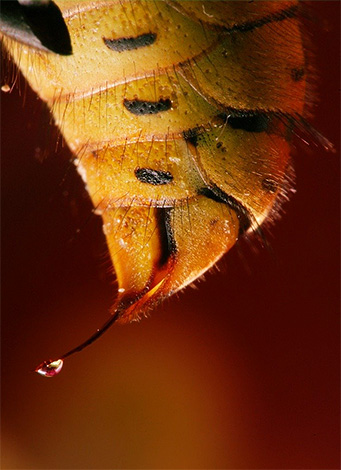 Fotografija prikazuje kapljico strupa na konici osi.