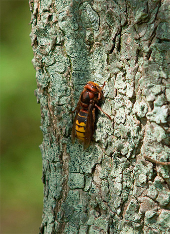 In ta fotografija prikazuje navaden Hornet.