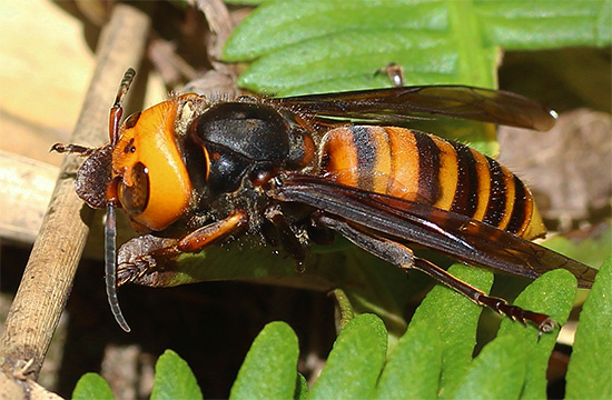 Ogromen japonski hornet