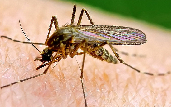 Med delovanjem uničevalcev svetilk letečih žuželk se insekticidi sploh ne uporabljajo.