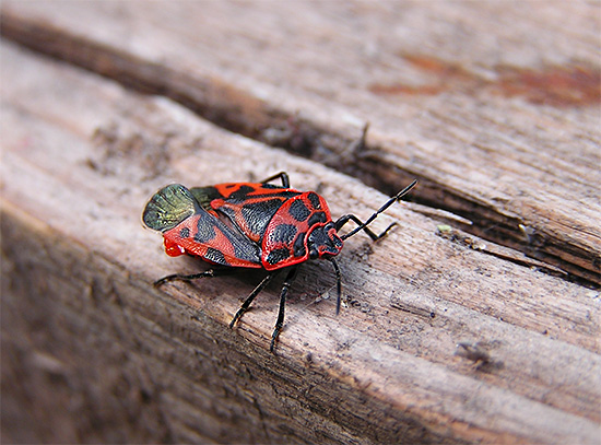 Bug Eurydem Northern je podoben barvanju kot običajnemu hroščem.